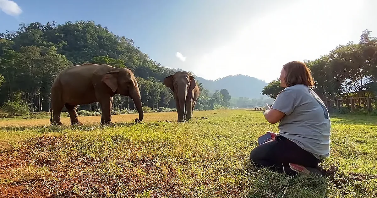 A person sits on grass, observing two elephants grazing in a sunny, lush field with hills in the background.