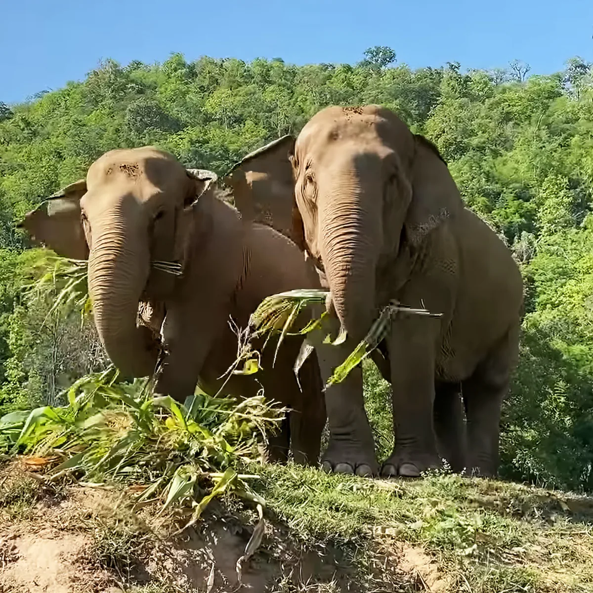 Two elephants are feeding on green vegetation in a lush, forested area under a clear blue sky.