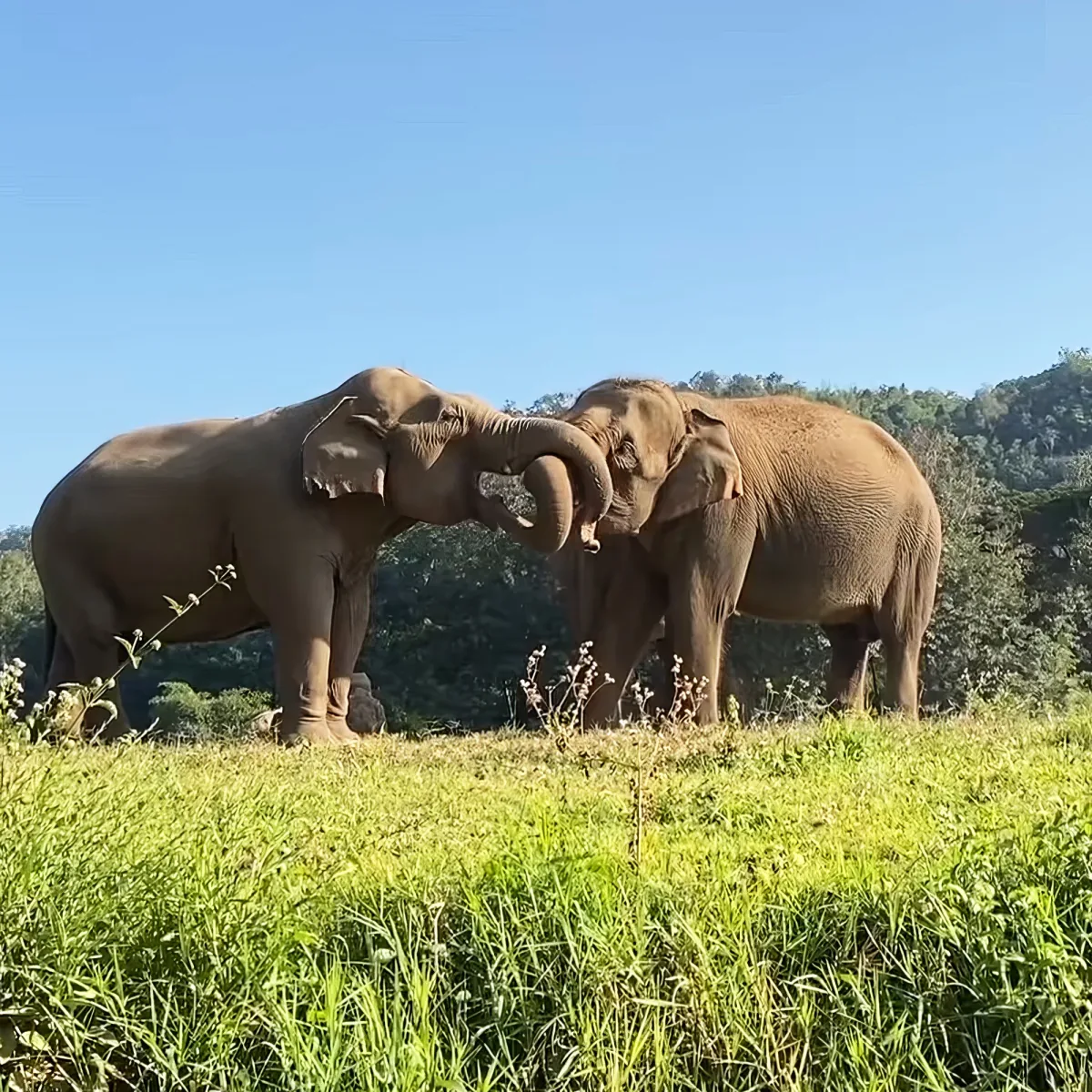 Two elephants interact playfully with their trunks intertwined on a grassy hillside.