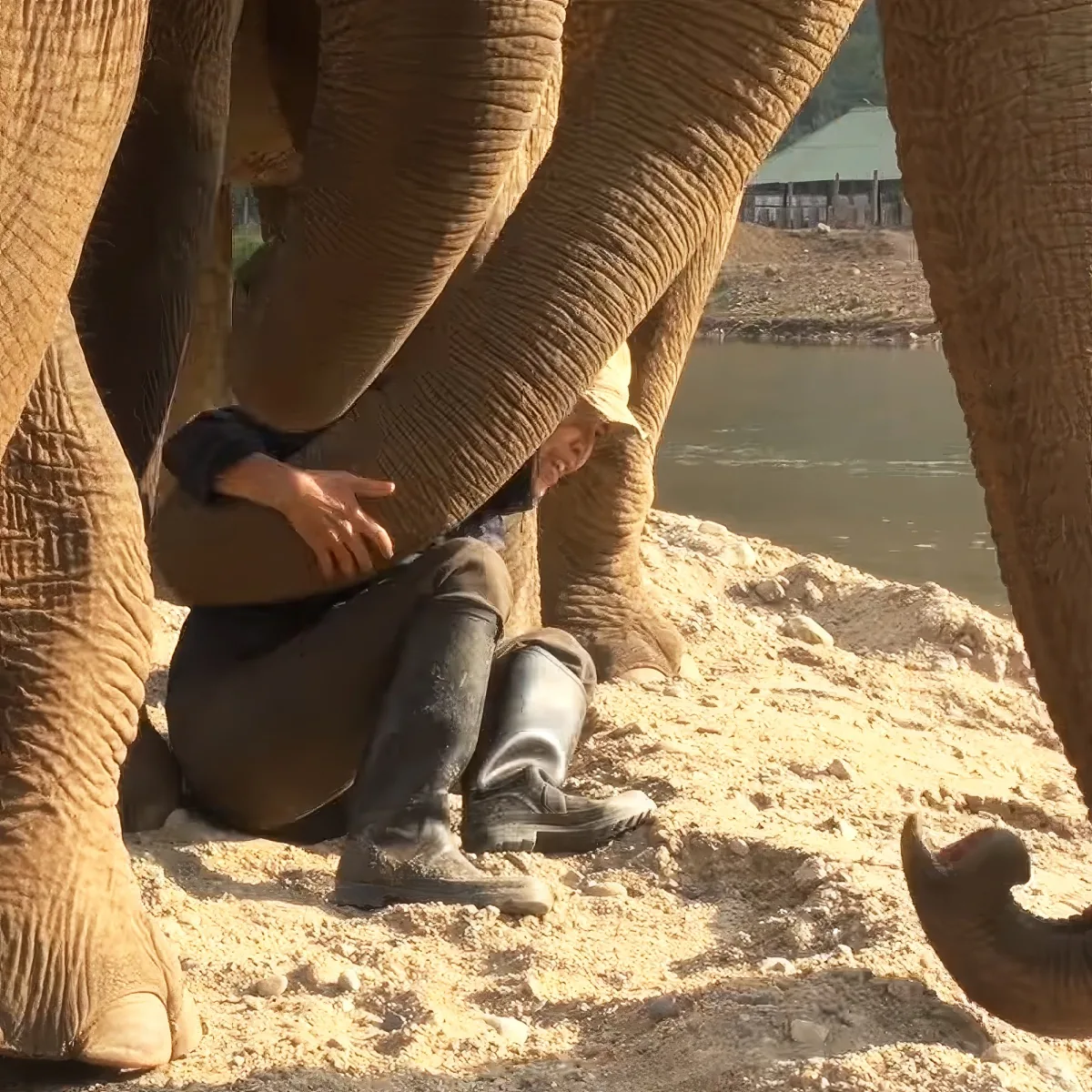 Lek and elephants