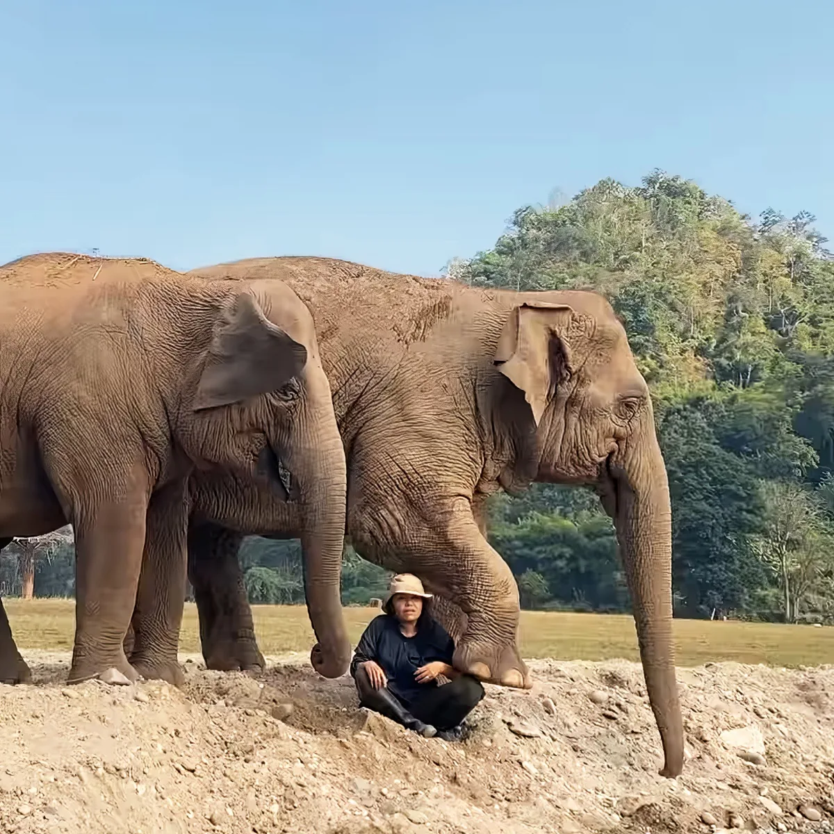 Lek and elephants