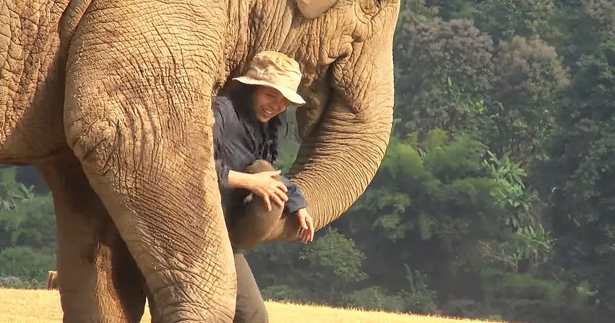 A woman in a hat is playfully interacting with an elephant's trunk in a natural setting.