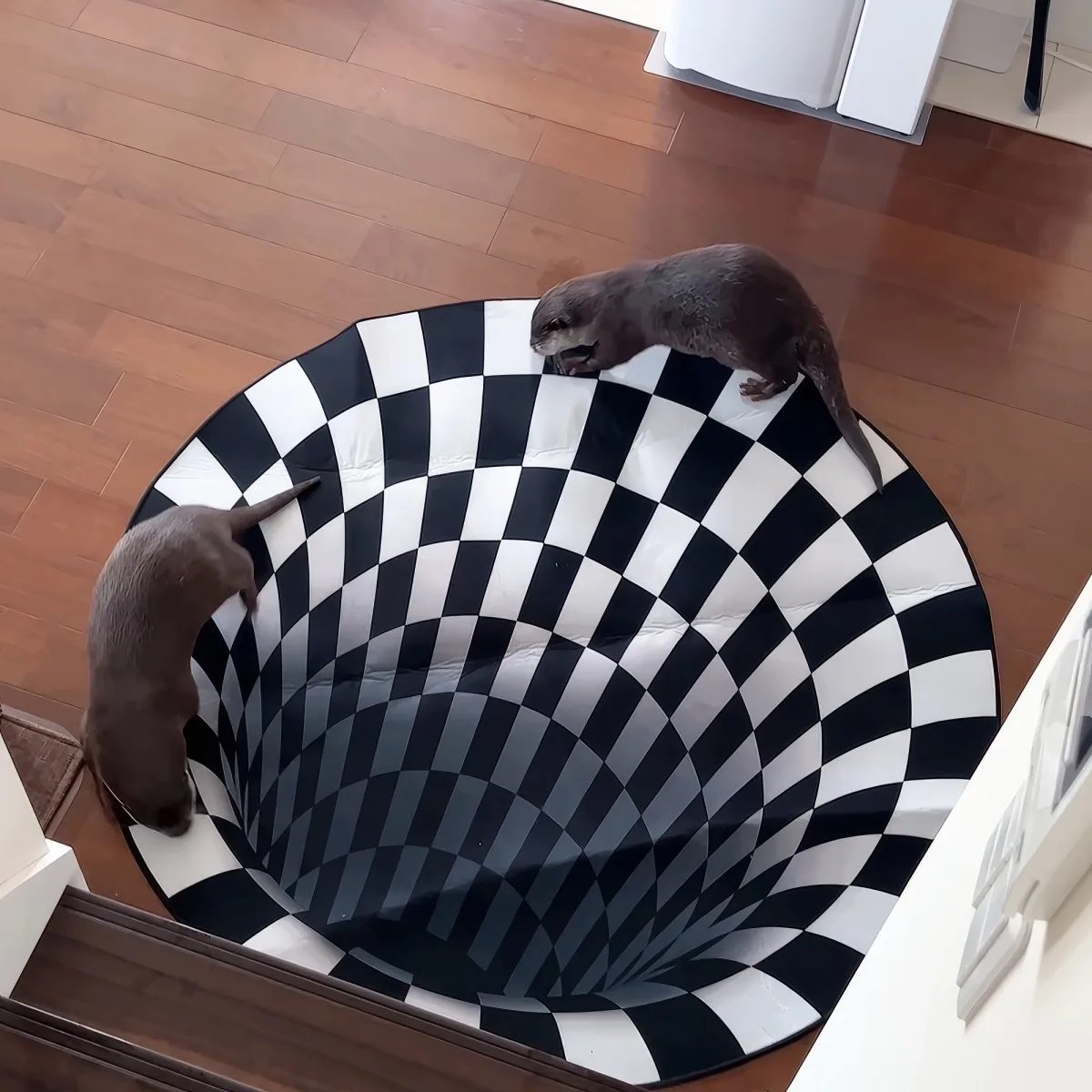 Two otters explore a black-and-white optical illusion floor, appearing to fall into a deep hole.