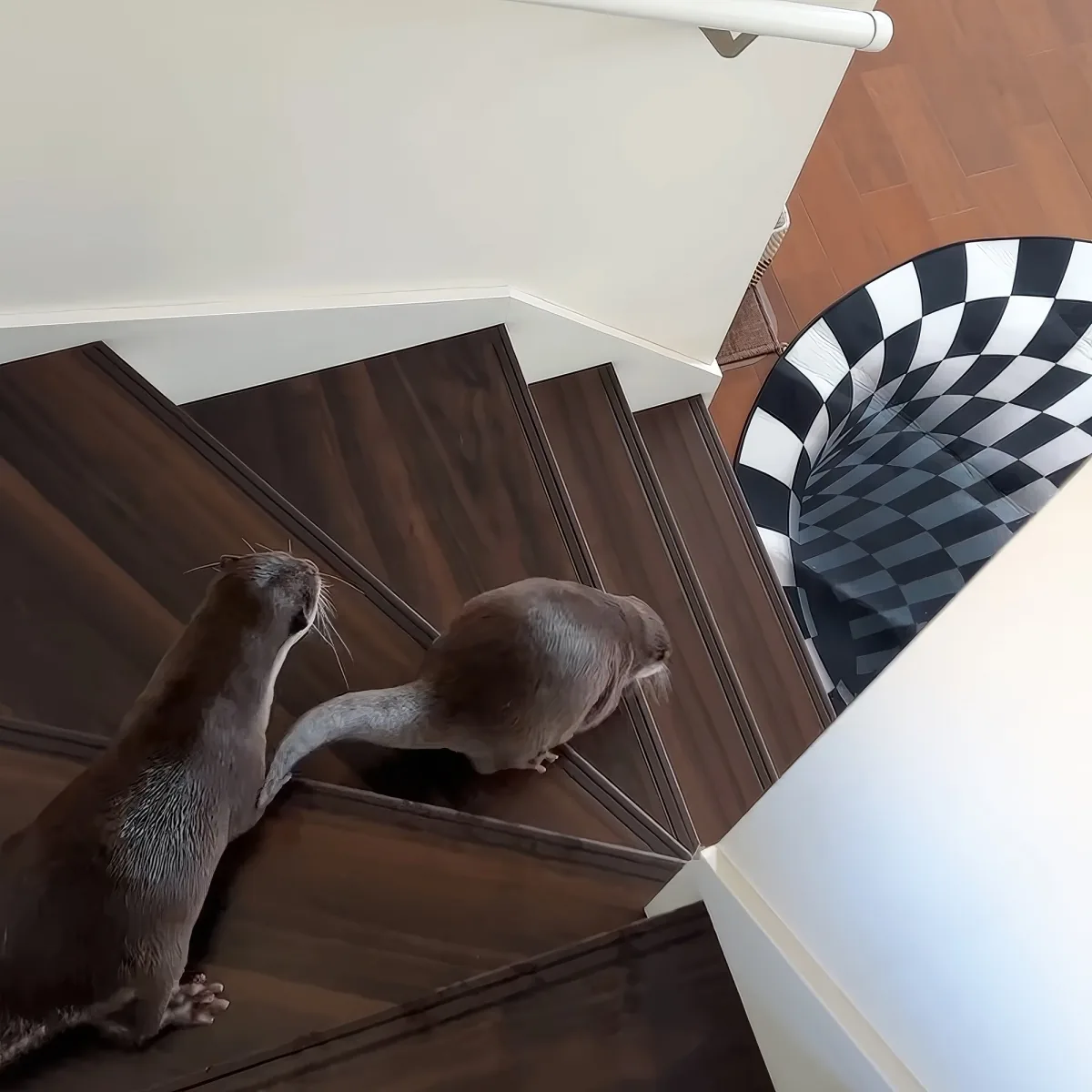 Two otters are playfully interacting on a wooden staircase with a checkered floor.
