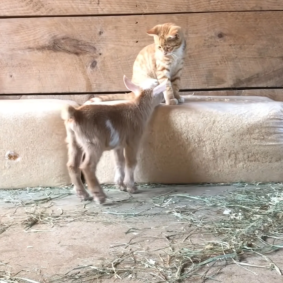 Baby goat and barn kitten