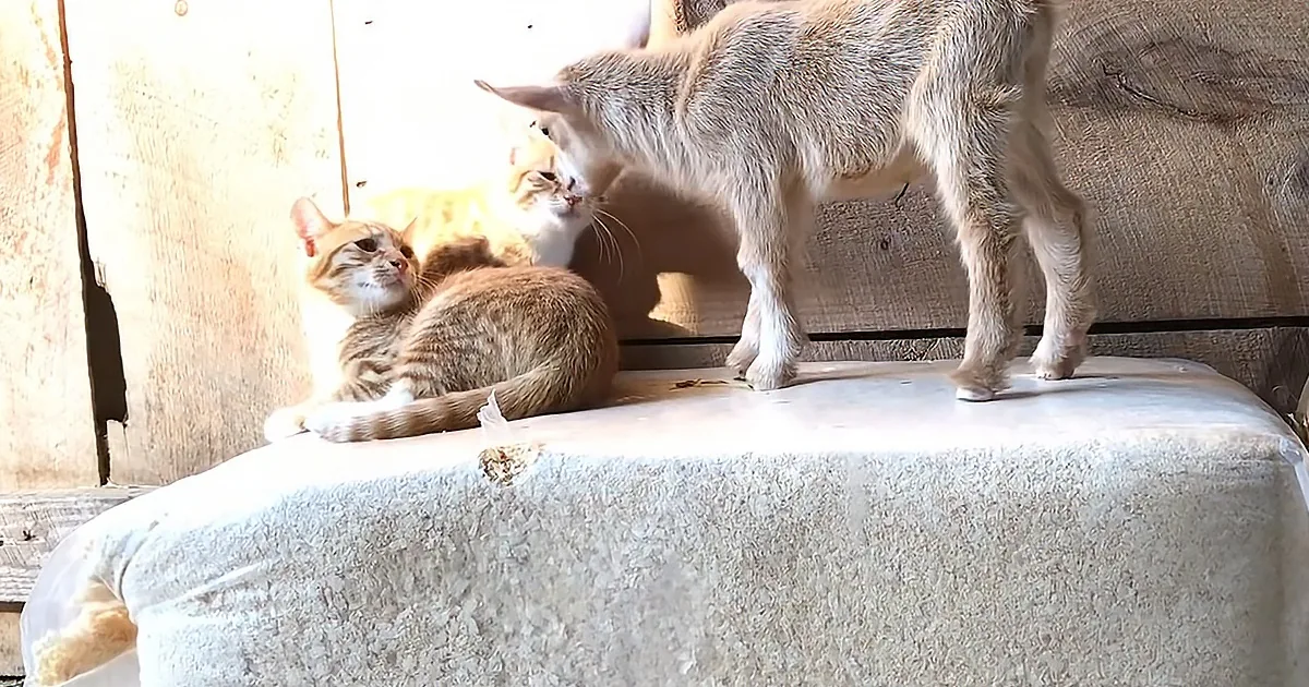 Newborn Goat and Barn Kittens Get up to All Kinds of Mischief