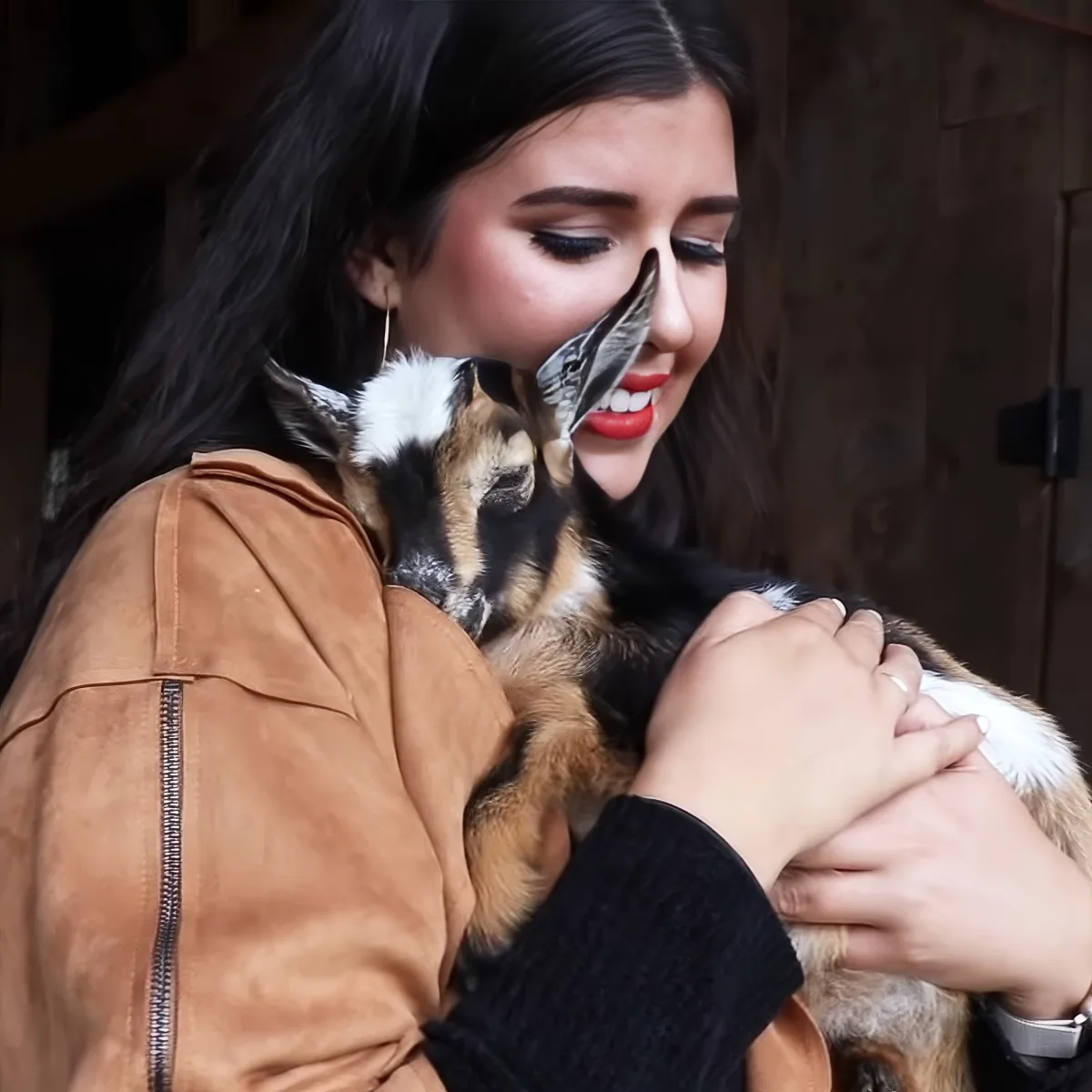 Baby goat sleeping
