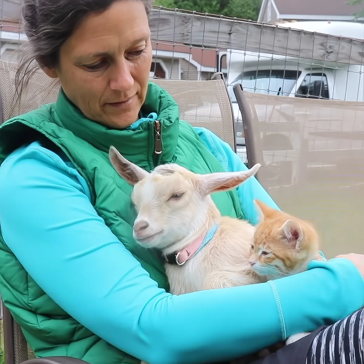 Baby goat sleeping