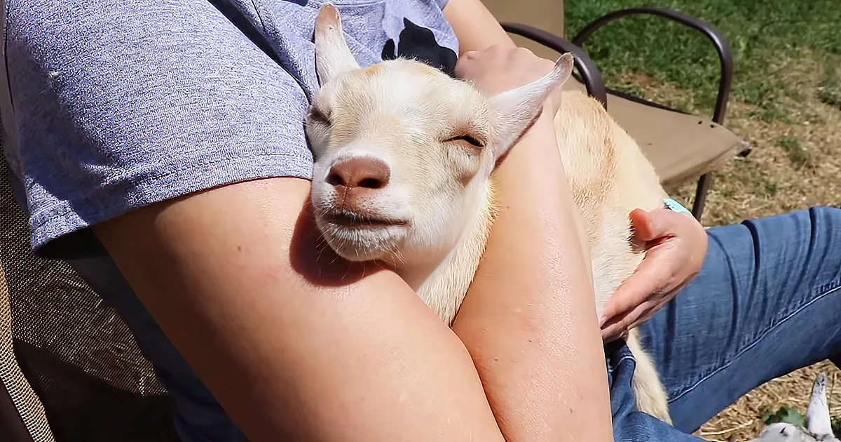 Baby Goats Sleeping in People''s Arms Is the Best Soul Therapy
