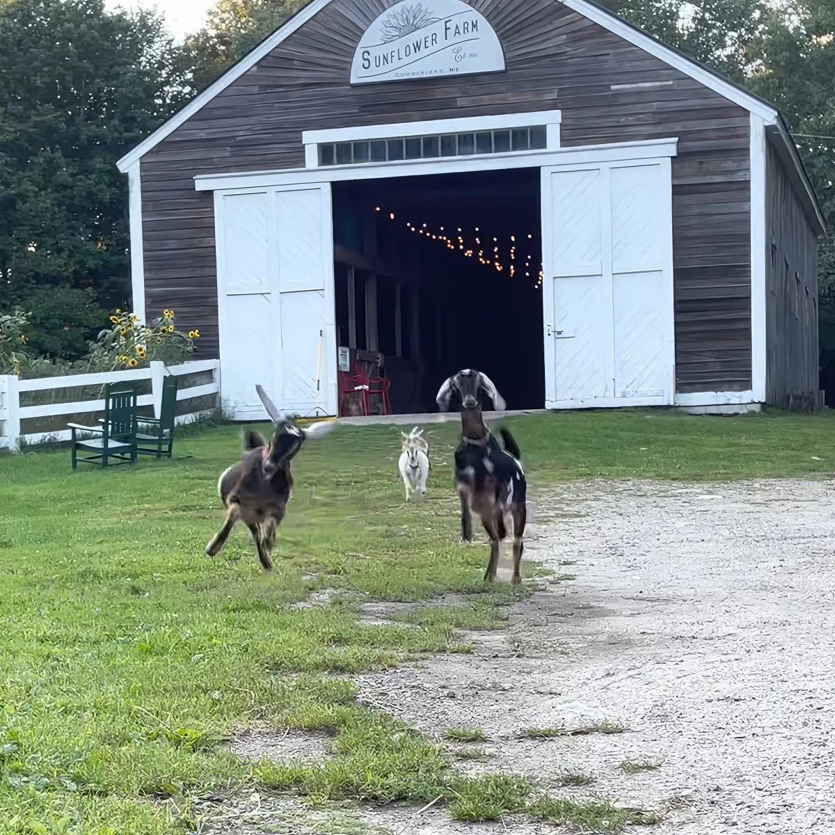 Goats running out of a barn with a sign that says "Sunflower Farm."