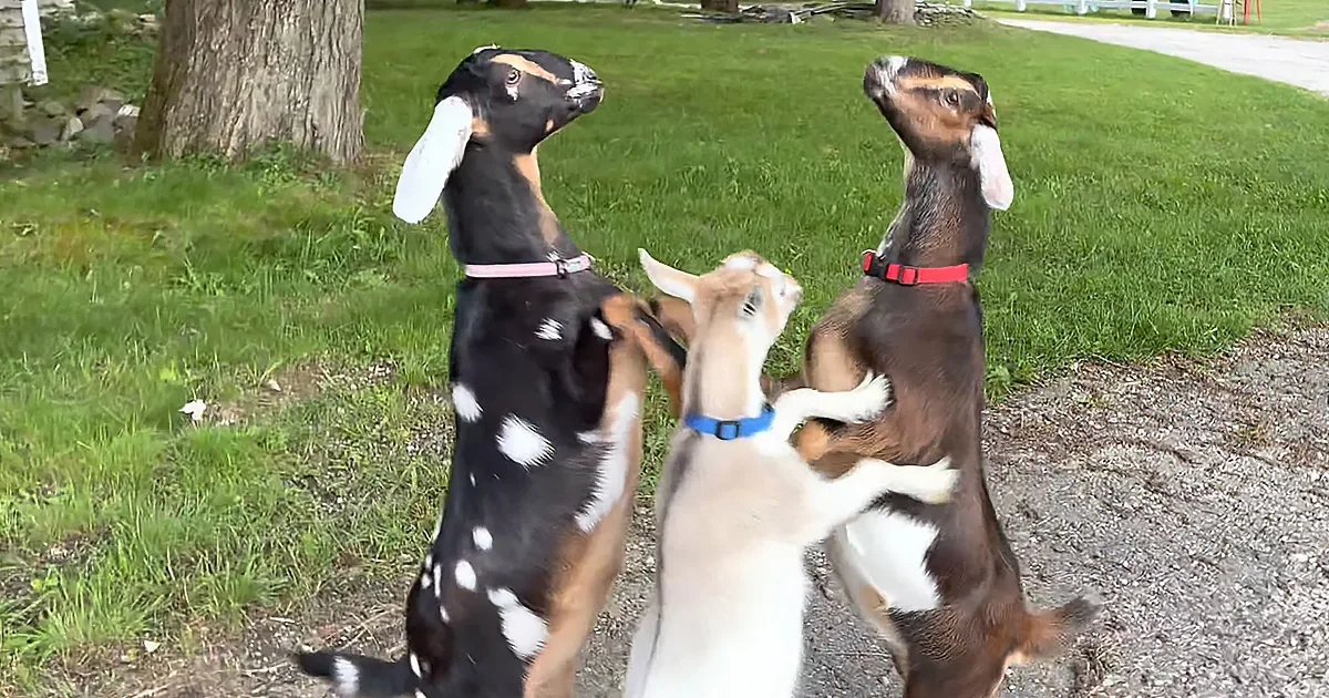 Happy Goats Dance Around Outside the Barn Every Evening