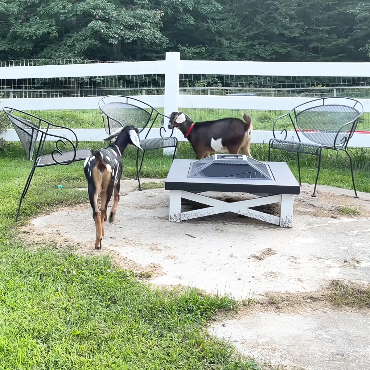 Two goats explore a fenced yard near a fire pit and chairs.