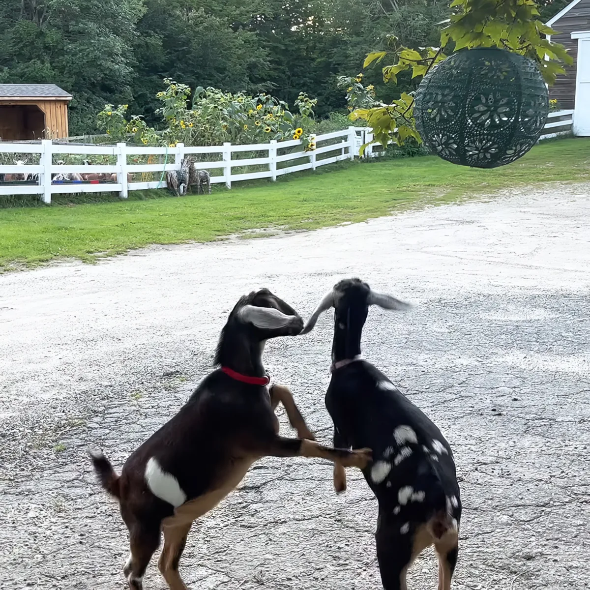 Two goats are playfully interacting on a gravel path in a fenced yard.