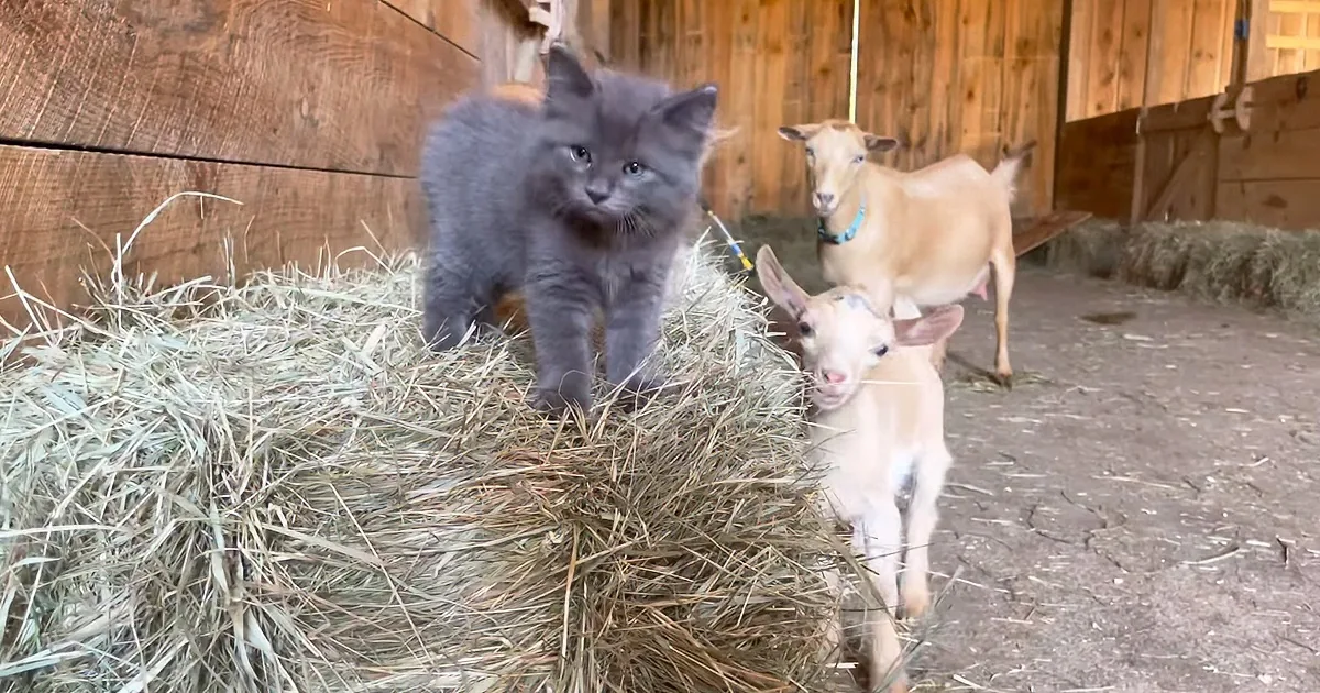 Barn Kittens and Baby Goats Have a Play Date on the Farm