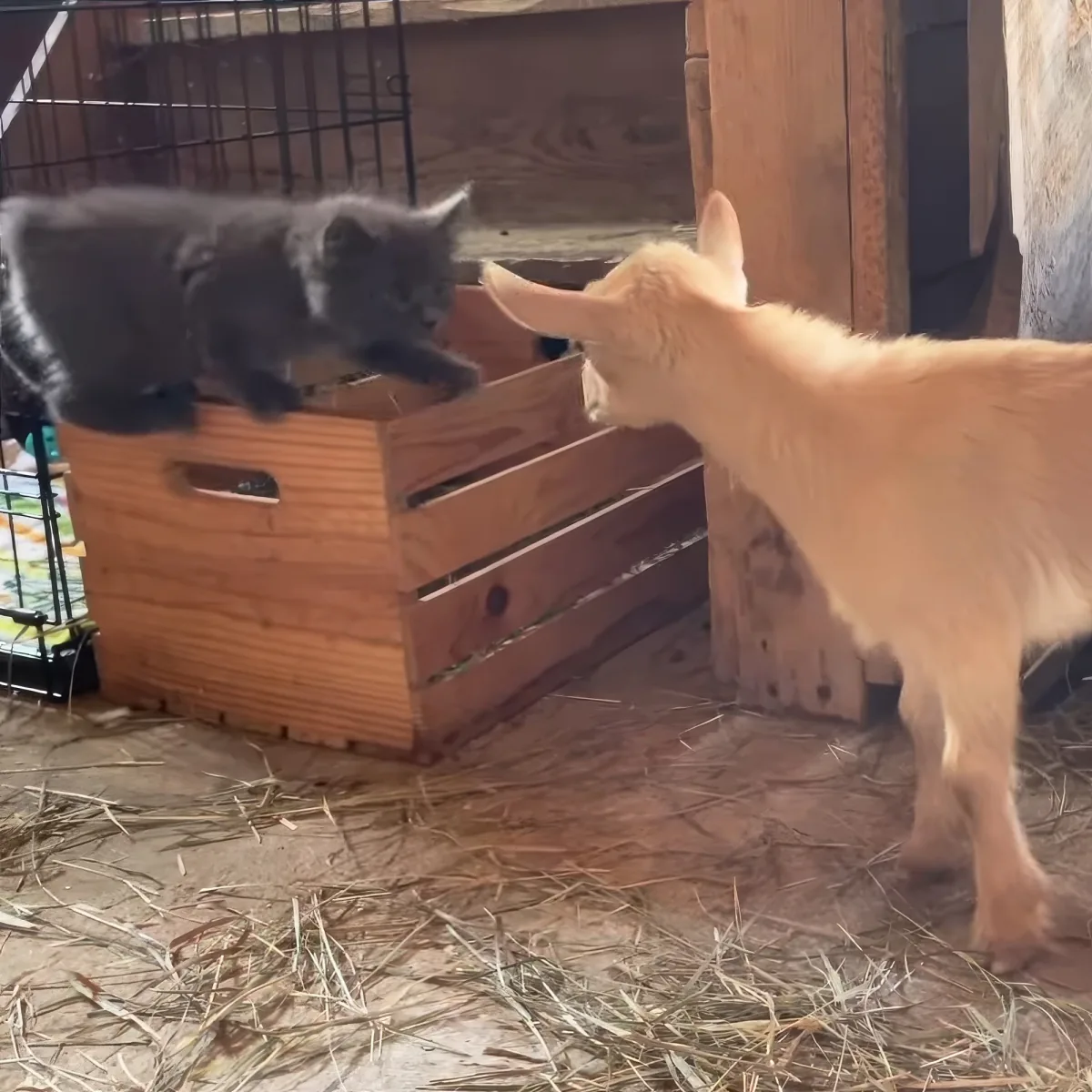 kitten and baby goat