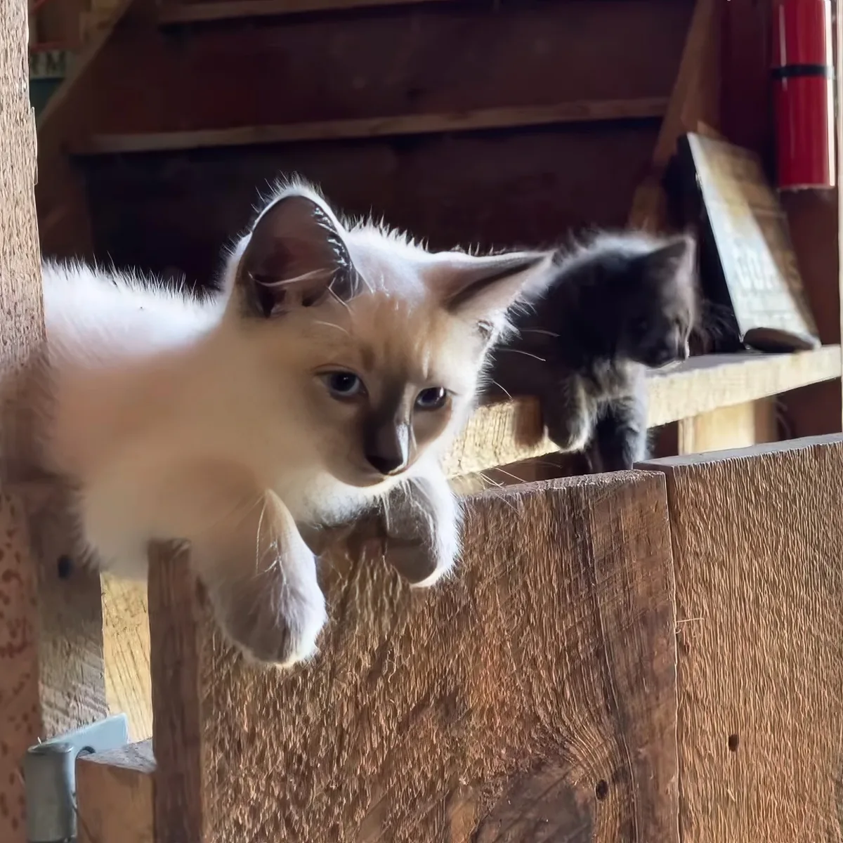 A light-colored kitten with blue eyes climbs on a wooden structure, with another kitten in the background.