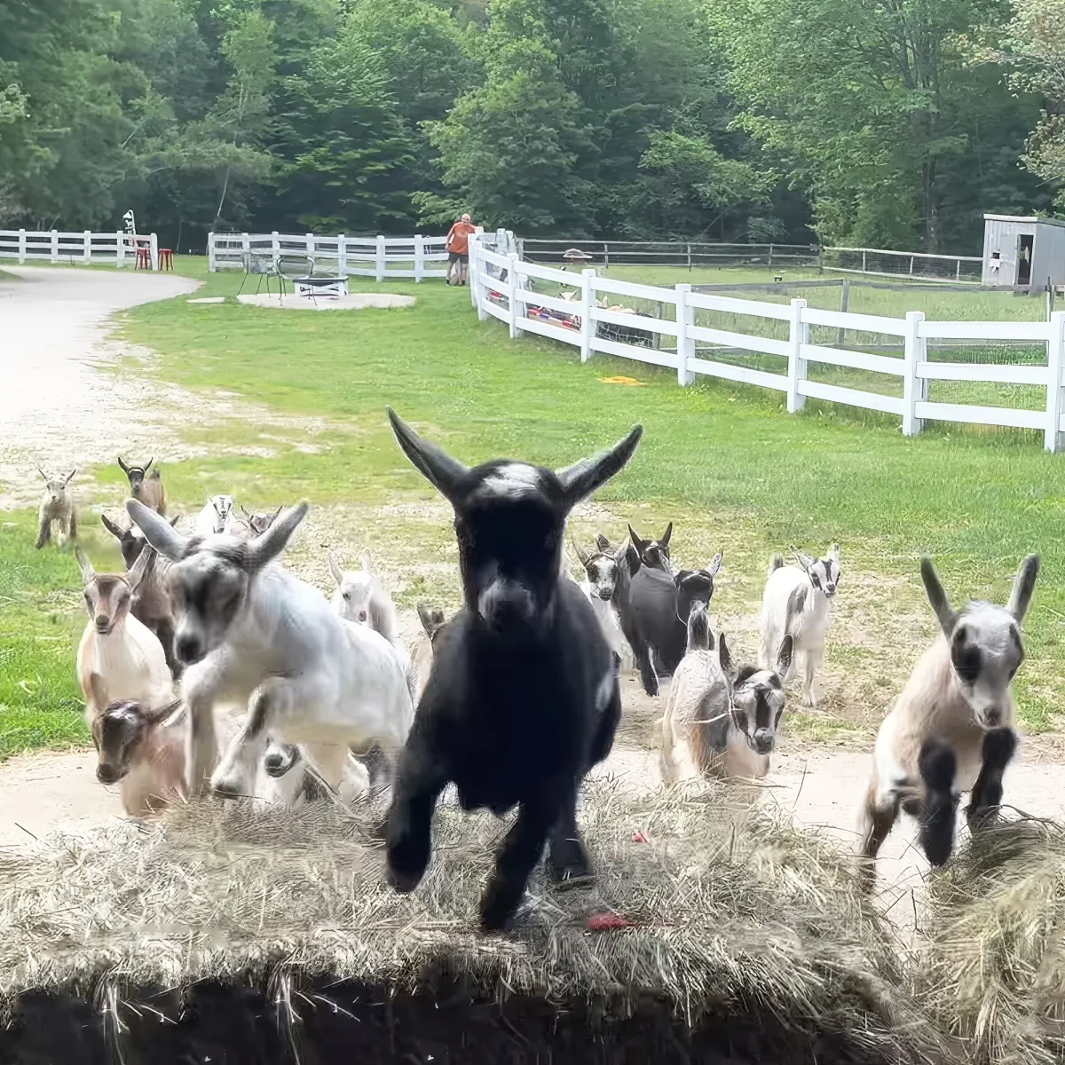 A black goat stands prominently on a hay bale, surrounded by a group of goats in a grassy, fenced area with trees in the...