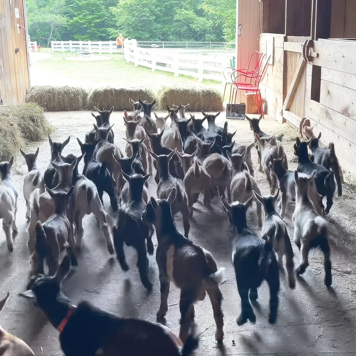 A group of goats are gathered inside a barn, with hay bales and red chairs visible in the background.