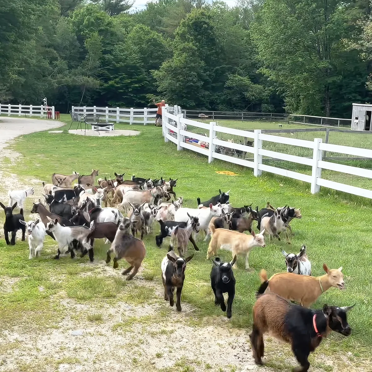 A herd of goats runs across a grassy field near a white fence and trees.