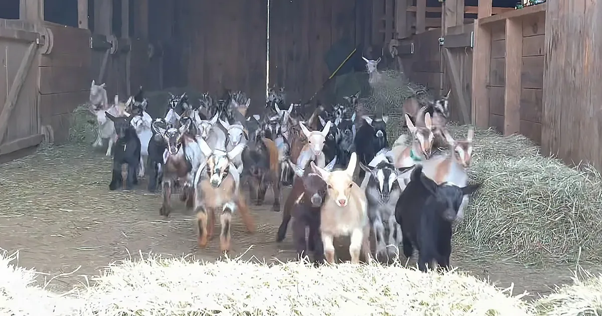Baby Goats Run Obstacle Course for Mama''s Milk
