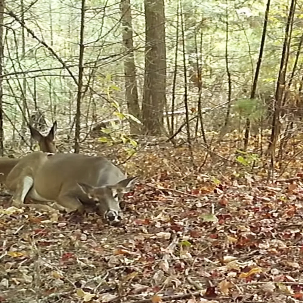 A deer is grazing on the forest floor amidst fallen leaves and trees.