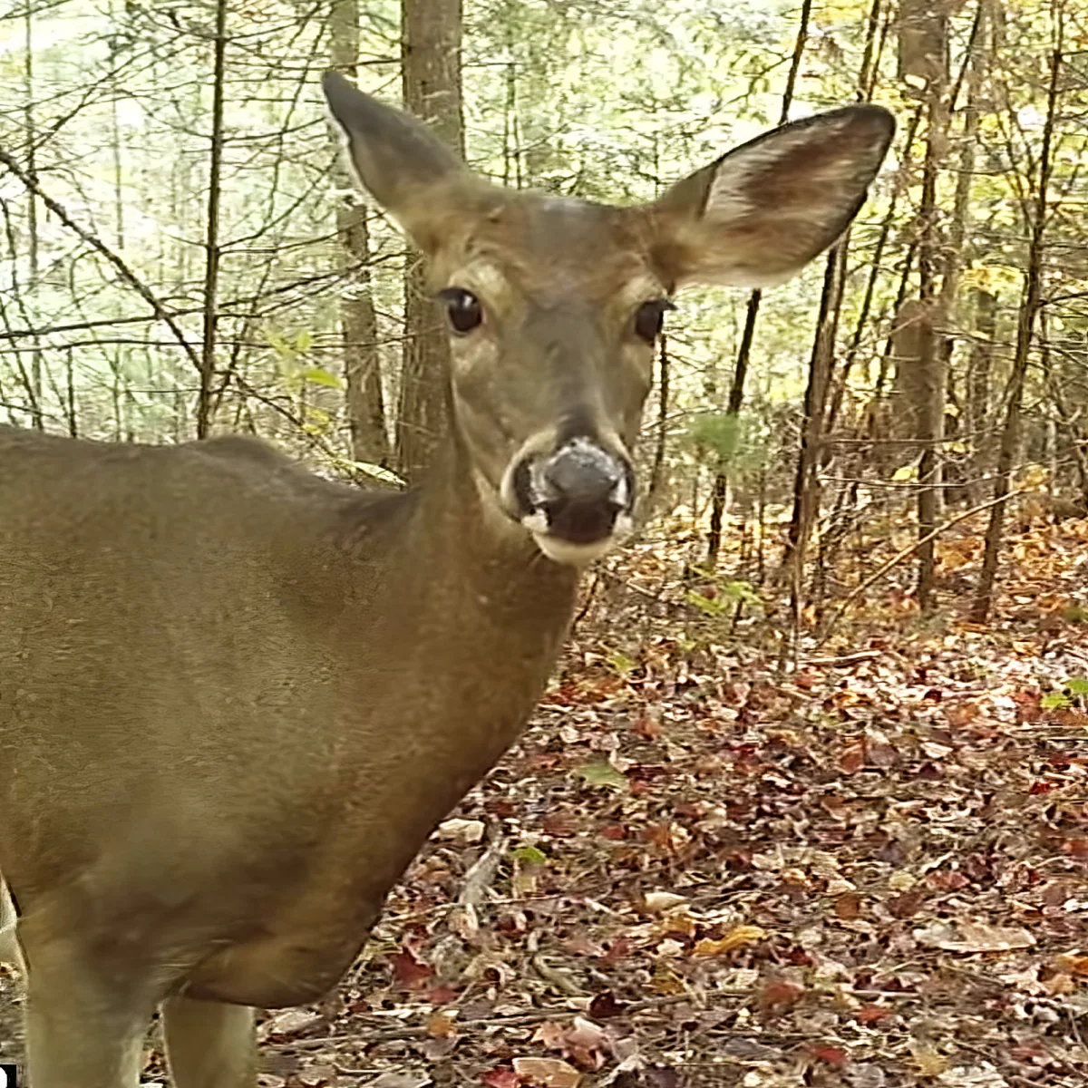 A deer stands in a forest with fallen leaves, surrounded by trees.