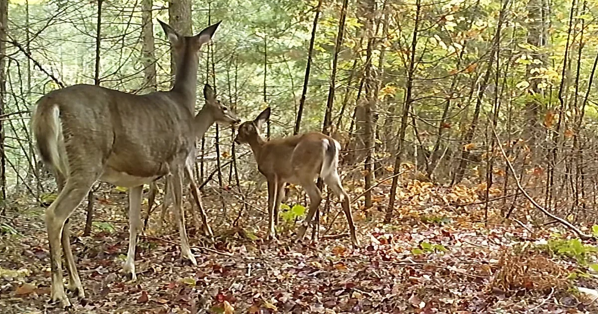 Cheerful Fawns Frolic in Front of Hidden Spy Cam on Trail