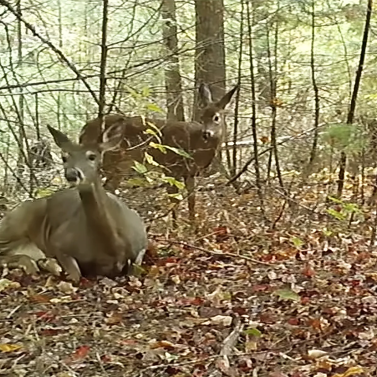 Two deer rest in a forest, surrounded by fallen leaves and trees.