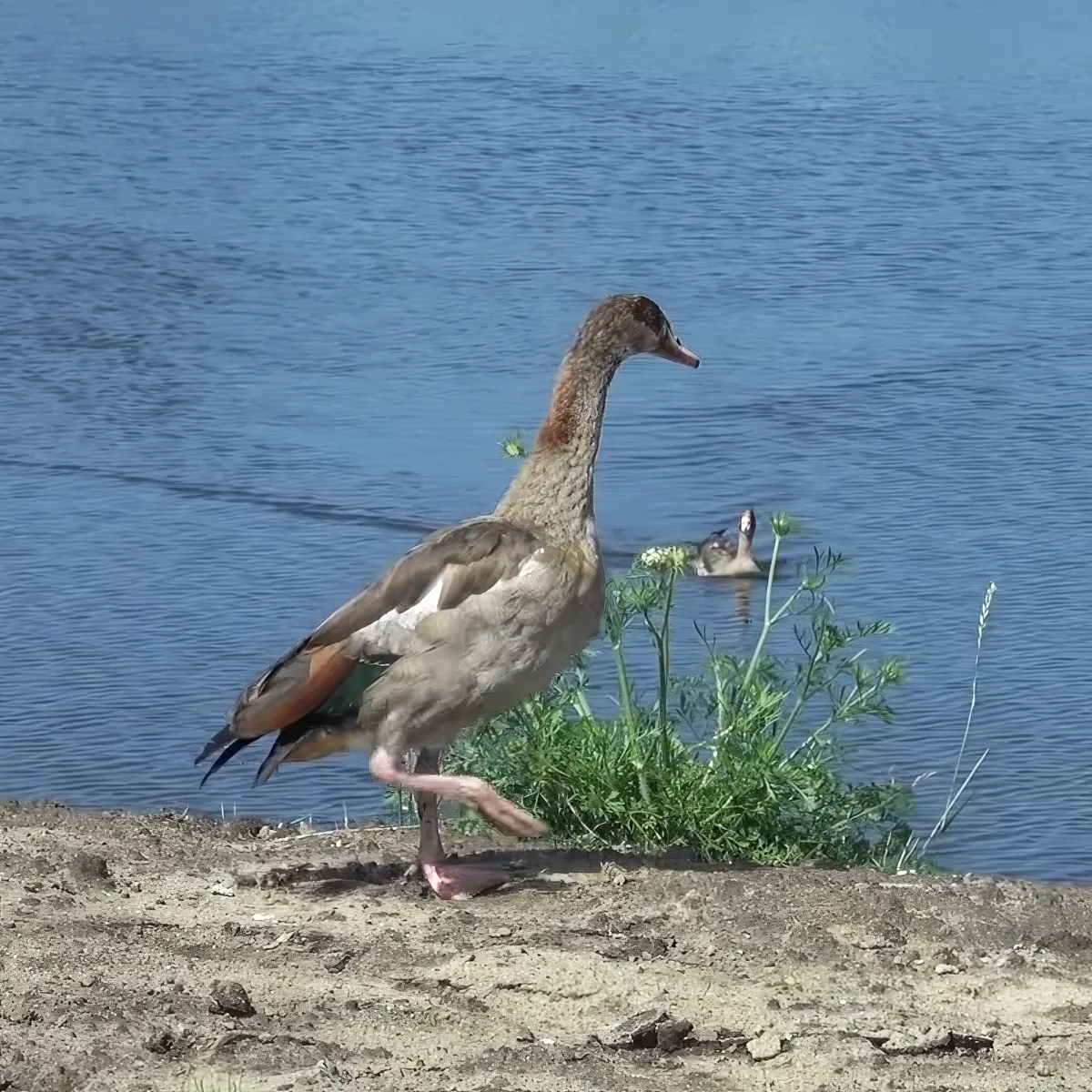 A duck with brown and white plumage walks along the sandy shore near a body of water.