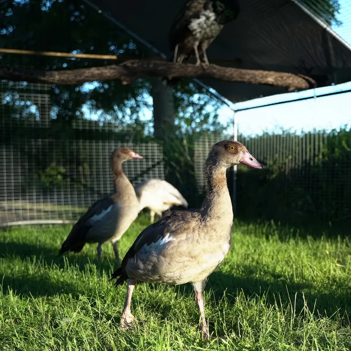 Three ducks with brown and white plumage stand on grass, one perched on a branch above.