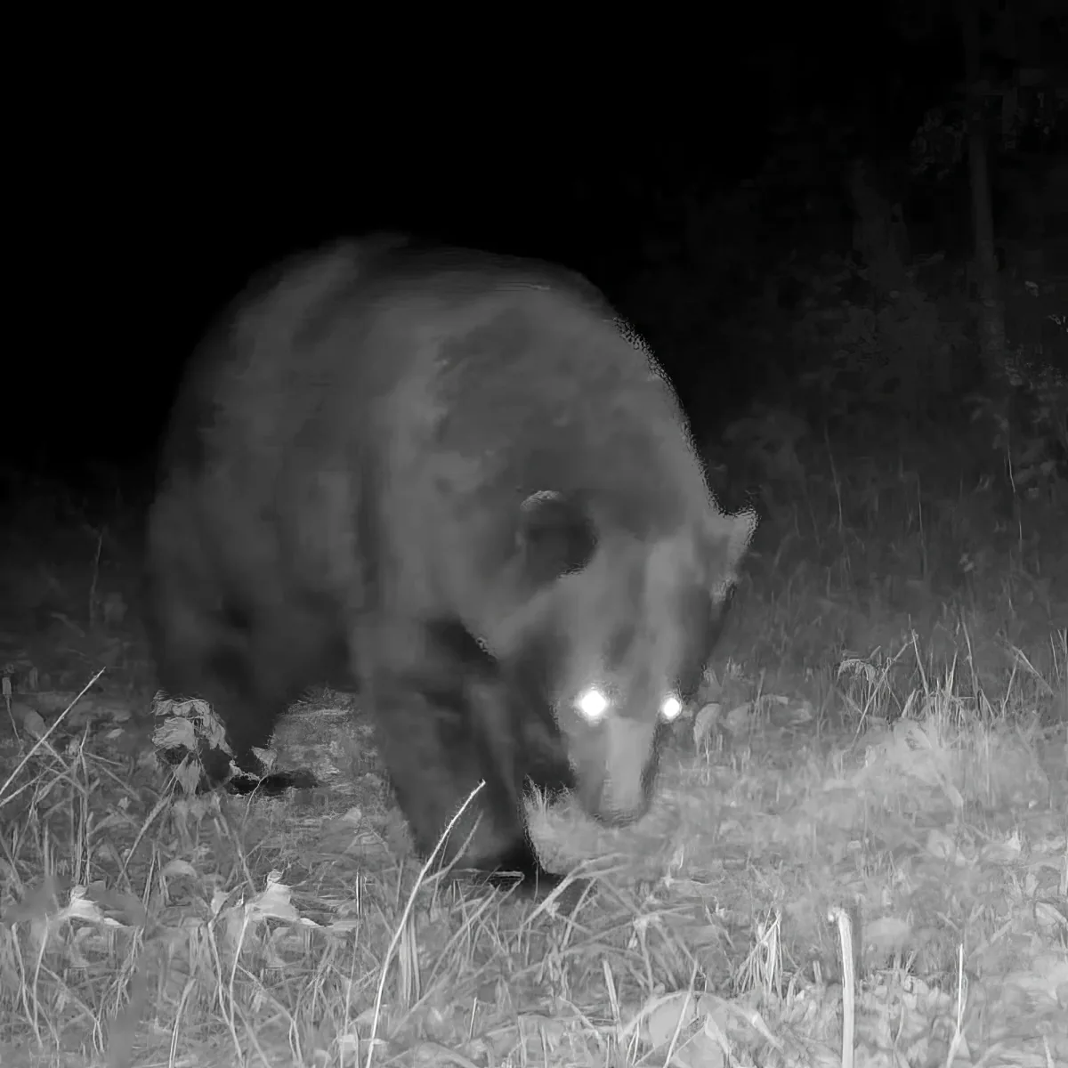 A bear with glowing eyes is foraging in a grassy area at night.