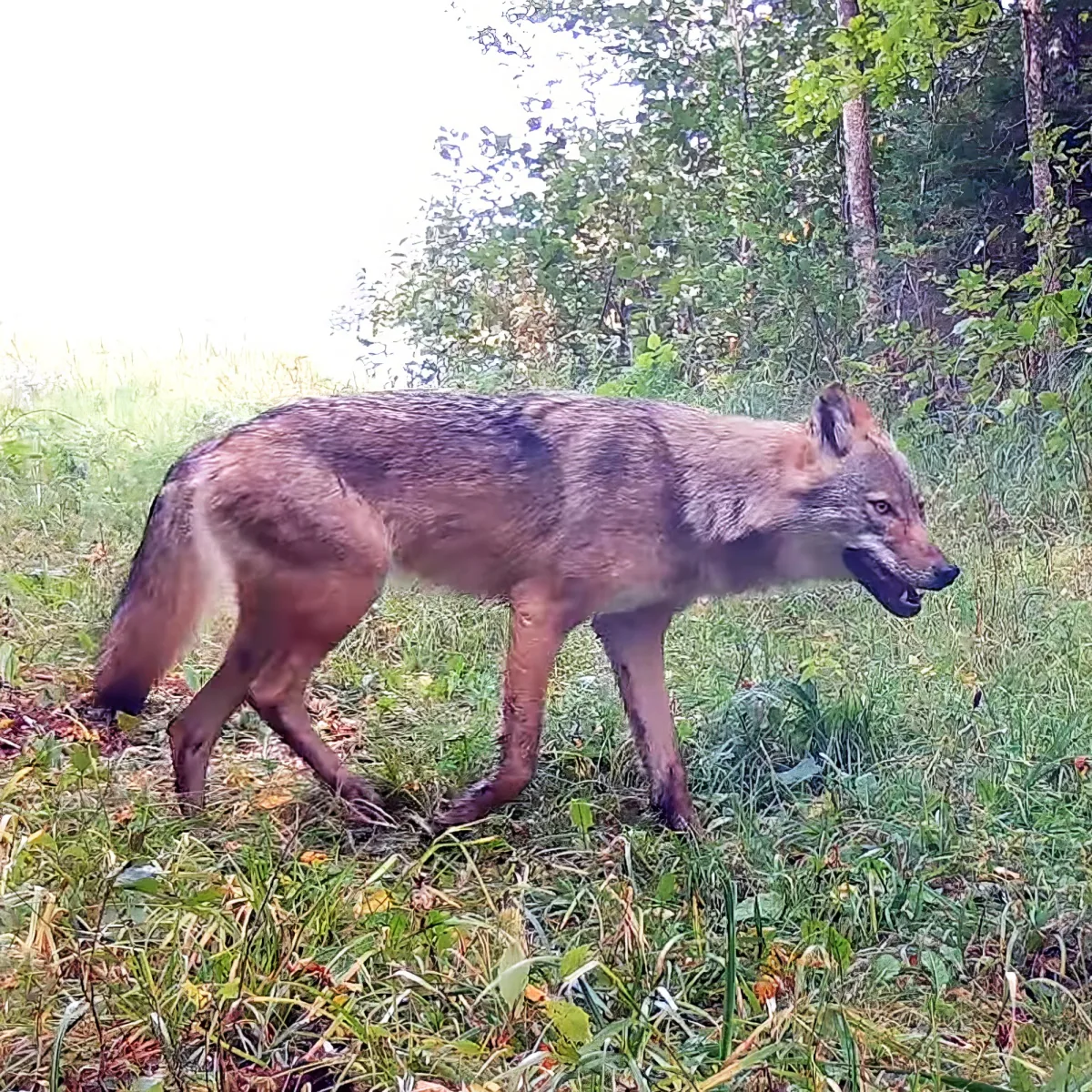 A coyote walks through a grassy field with trees in the background.