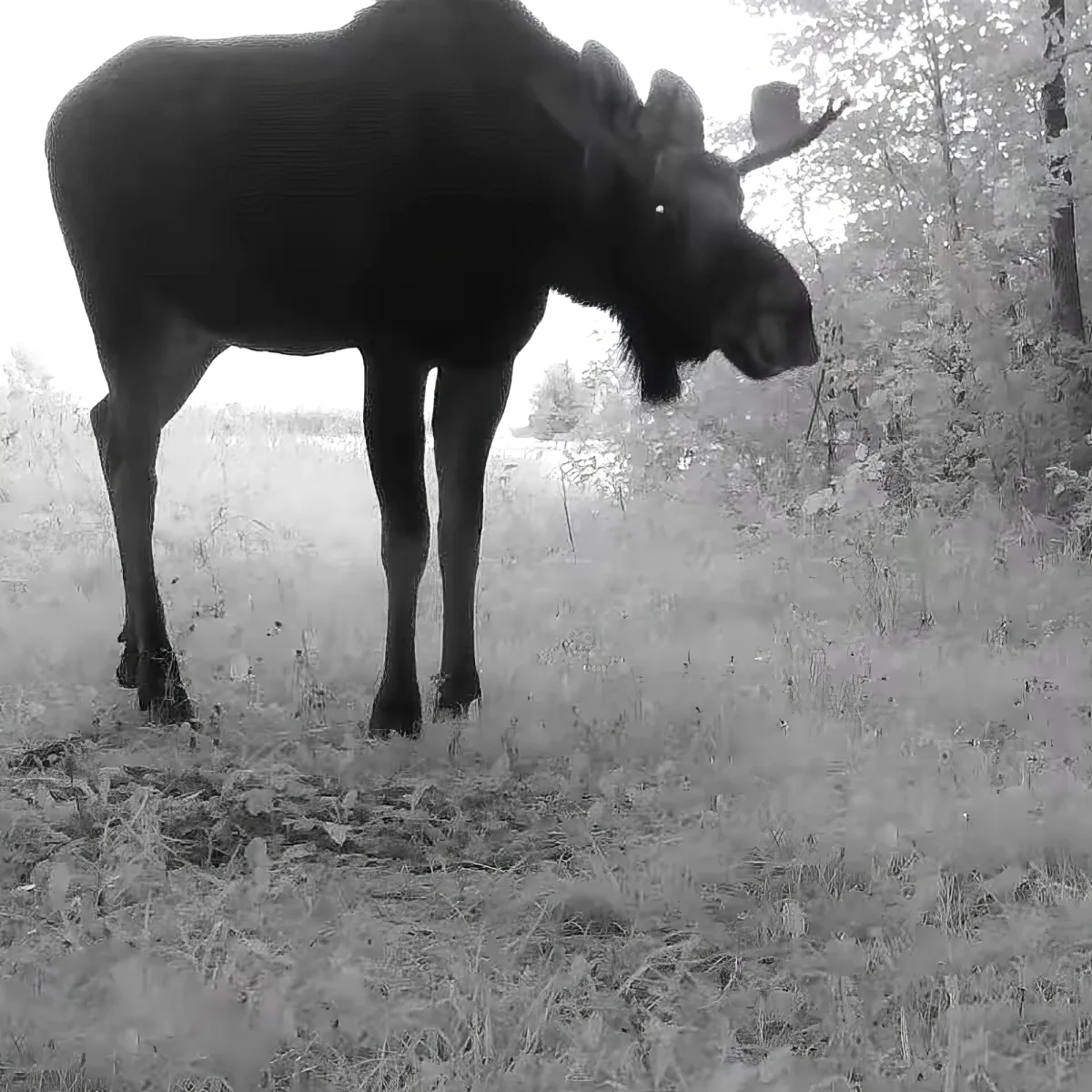 A moose stands in a grassy field, its large antlers prominent, surrounded by trees.