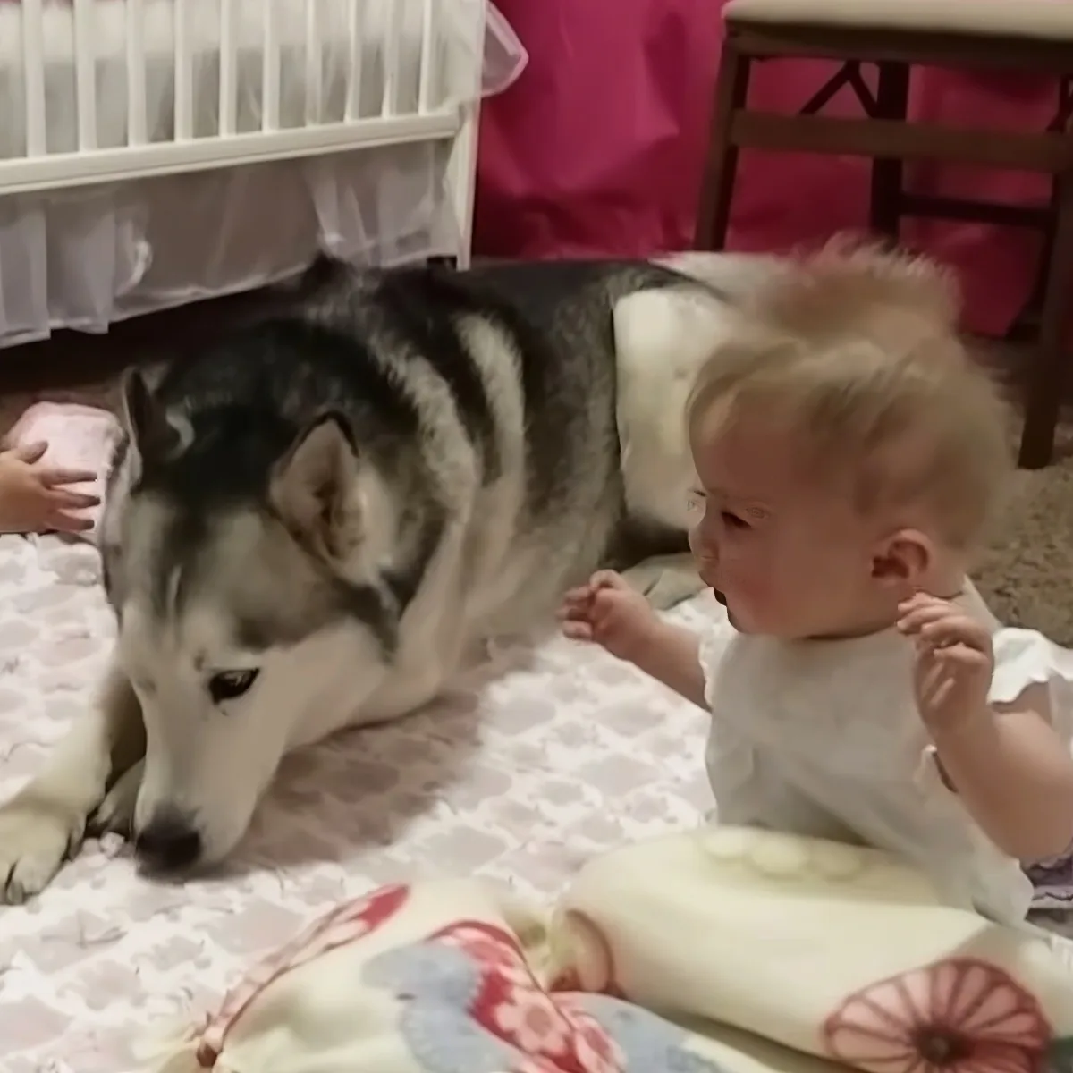 Husky playing with twin babies
