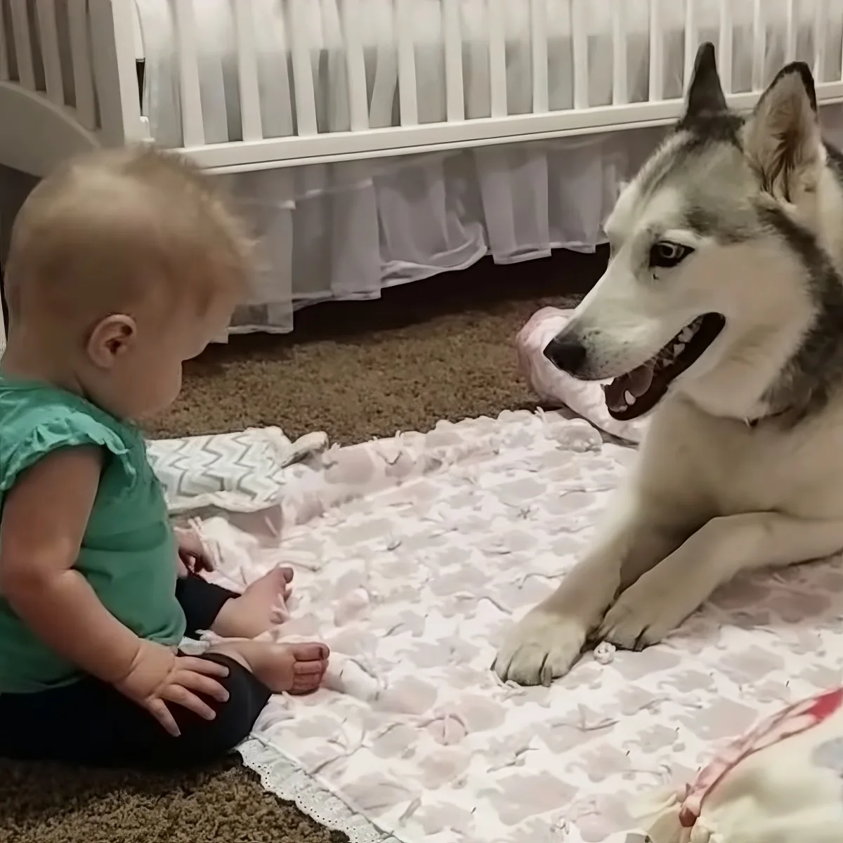Husky playing with twin babies