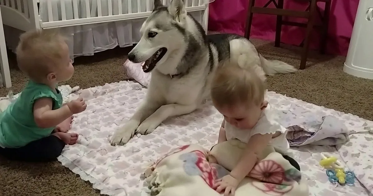 Gentle Husky Has Adorable Playdate With Twin Babies