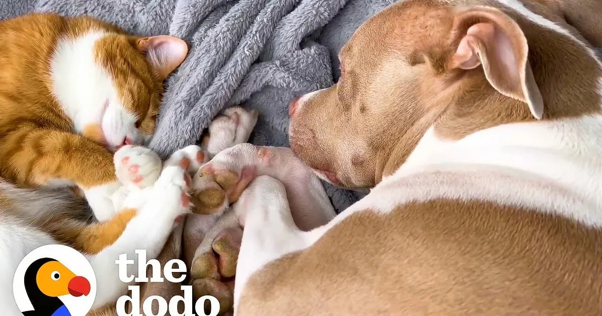 Pitbull Helps Kitten Brother Jump up Onto the Furniture