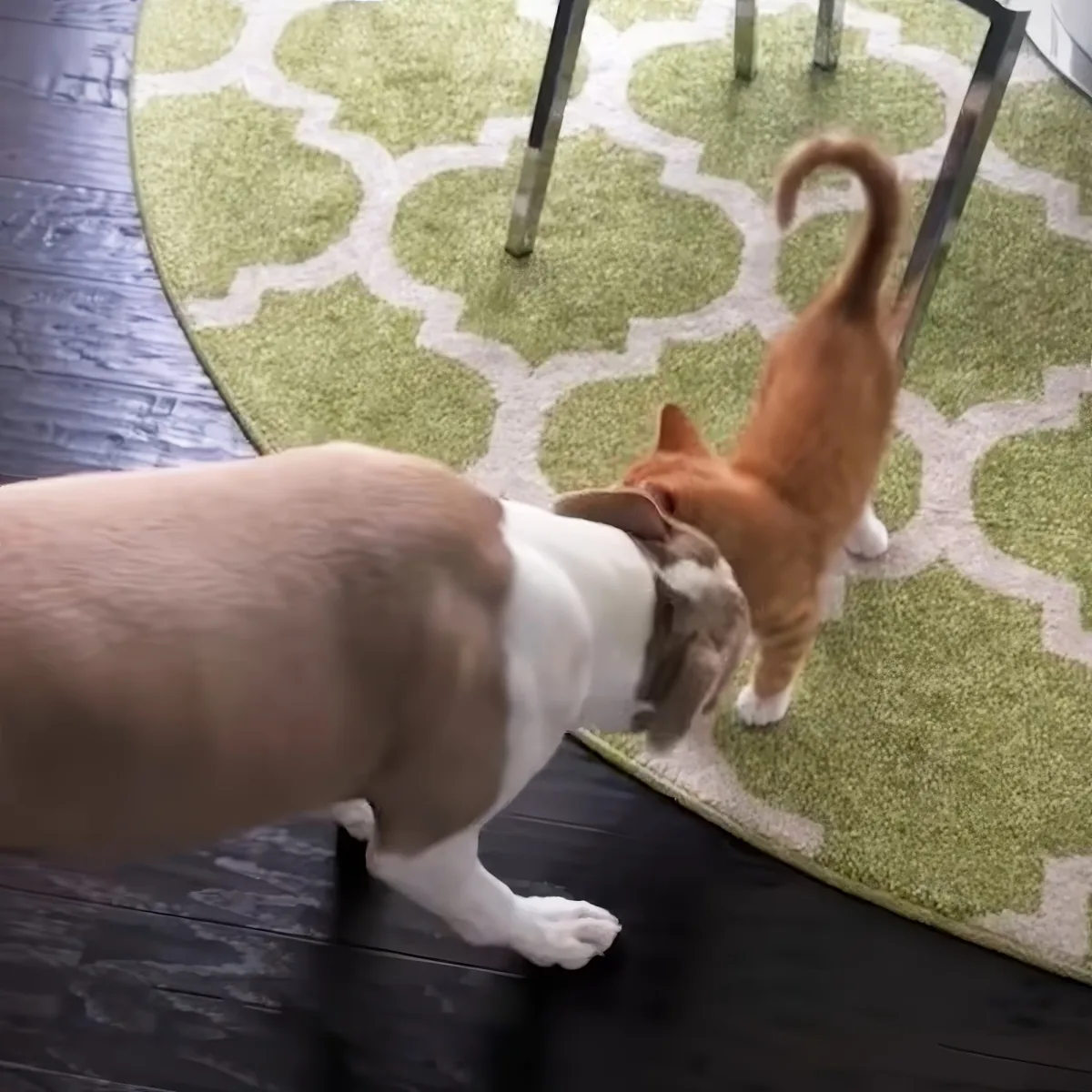 Pitbull and kitten
