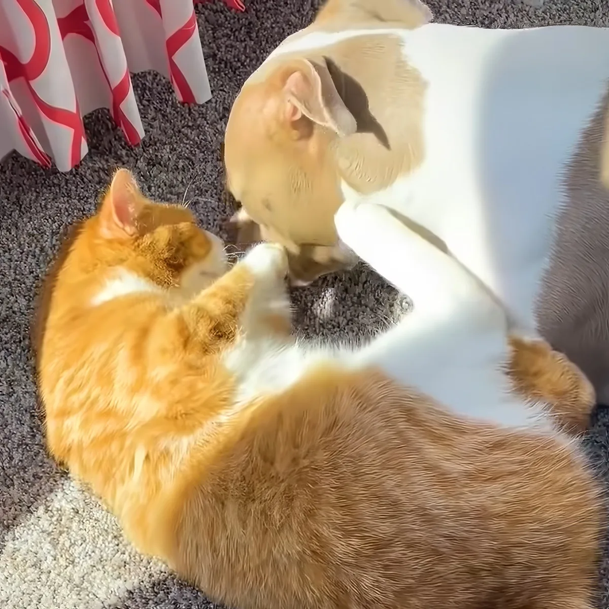 Pitbull and kitten