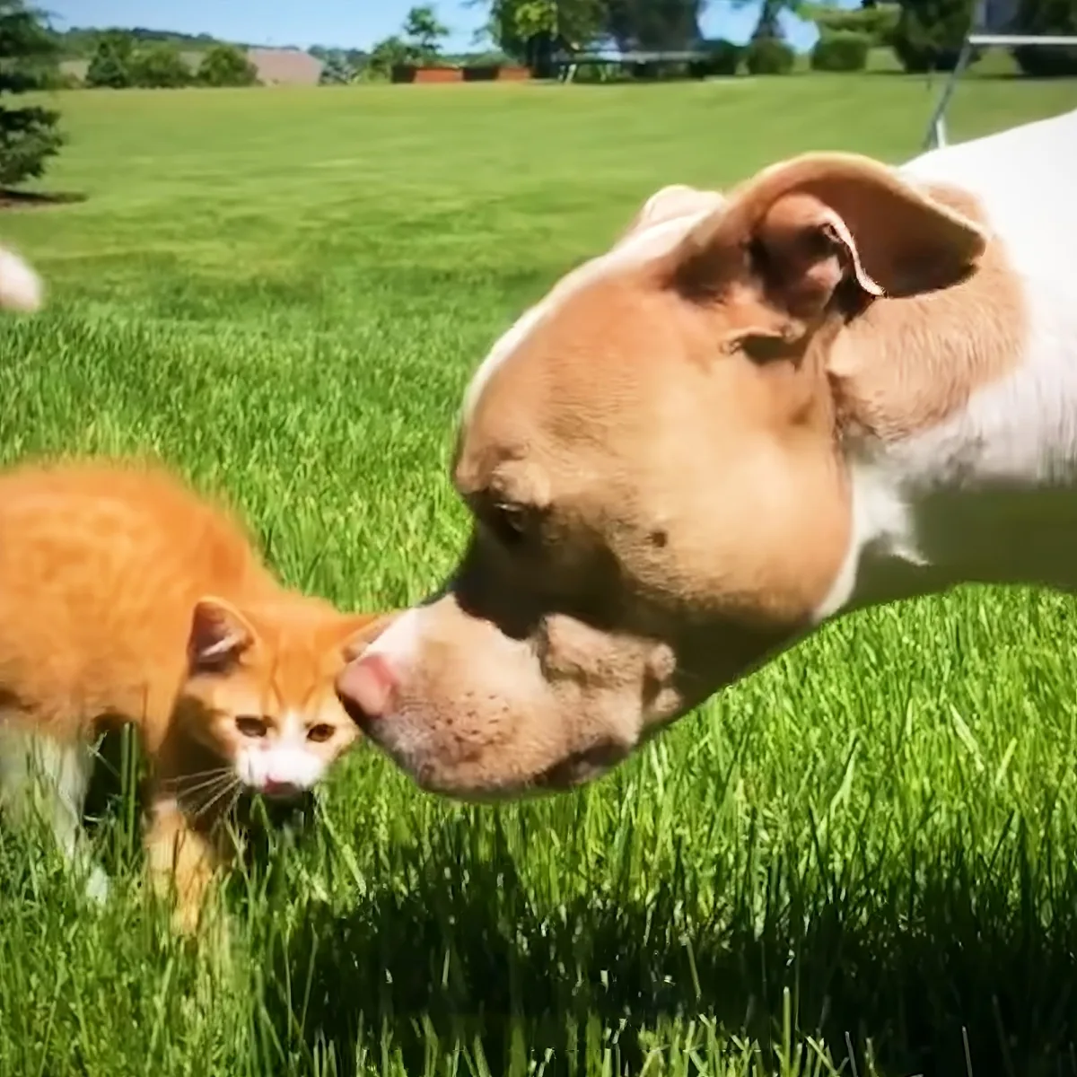 Pitbull and kitten