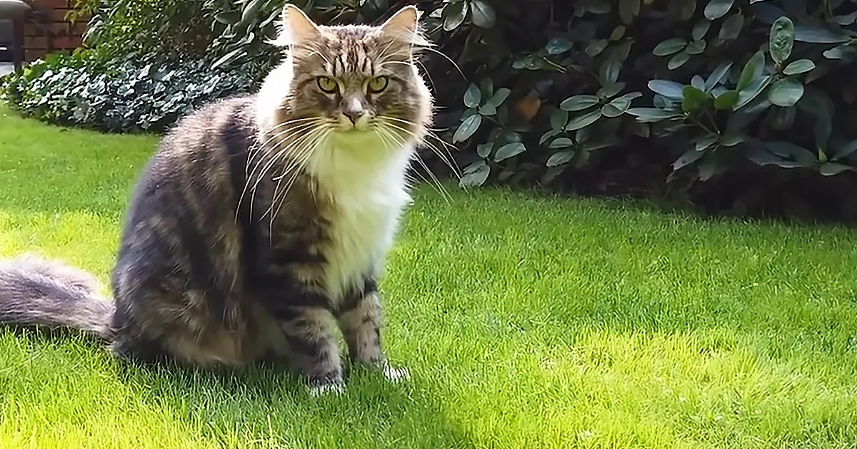 Why Some Cats Have Kept This Primordial Feature From Their Prehistoric Ancestors