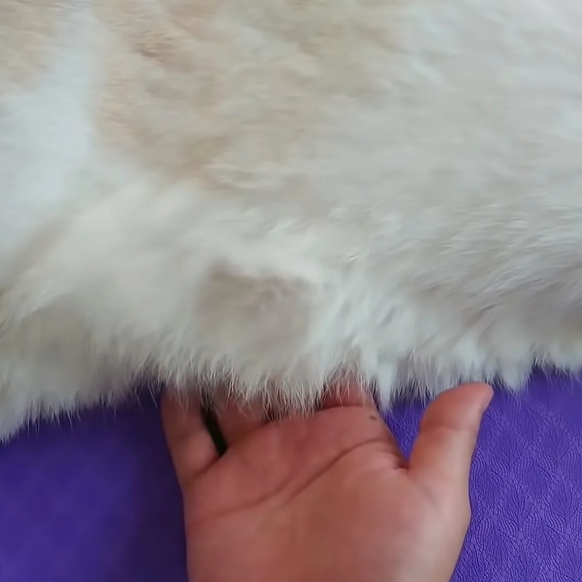 A hand gently touches a fluffy white animal's fur against a purple background.