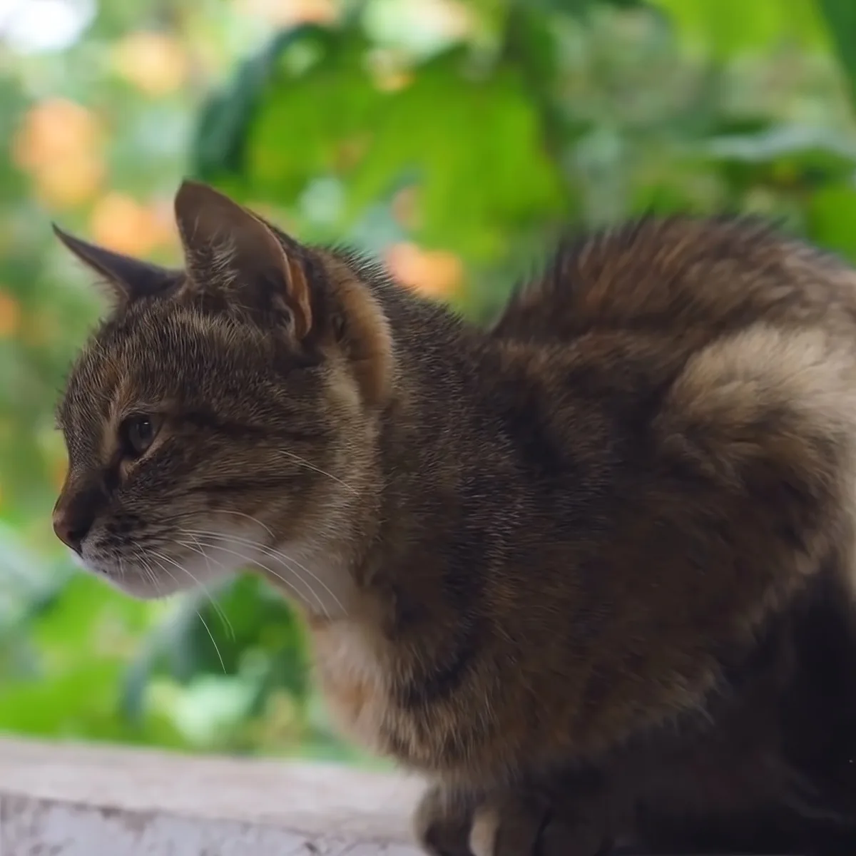 A tabby cat with a mix of brown and black fur sits outdoors, surrounded by greenery.