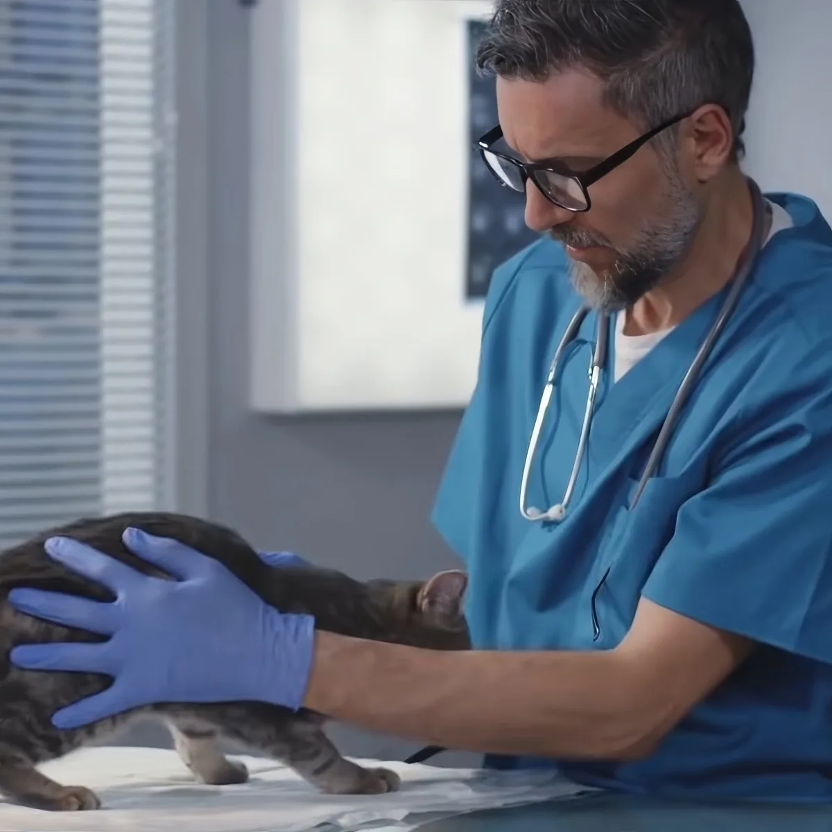 A veterinarian in blue scrubs and gloves examines a gray cat on a table.