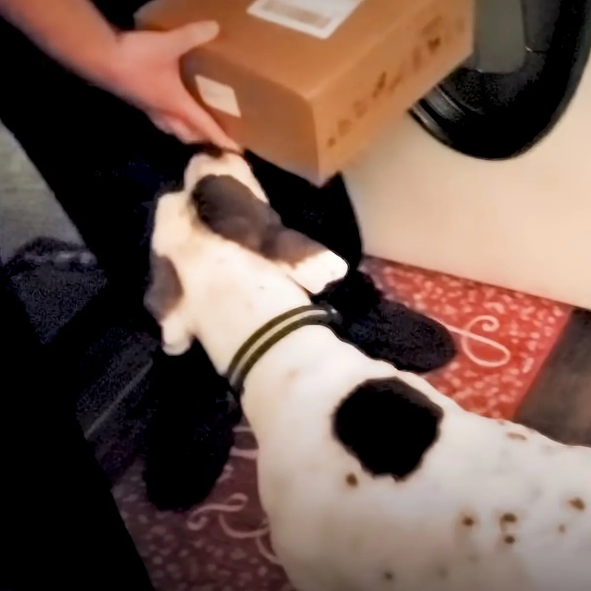 A black and white dog wearing a collar is lying on a patterned rug, with a person's hand holding a brown box above it.