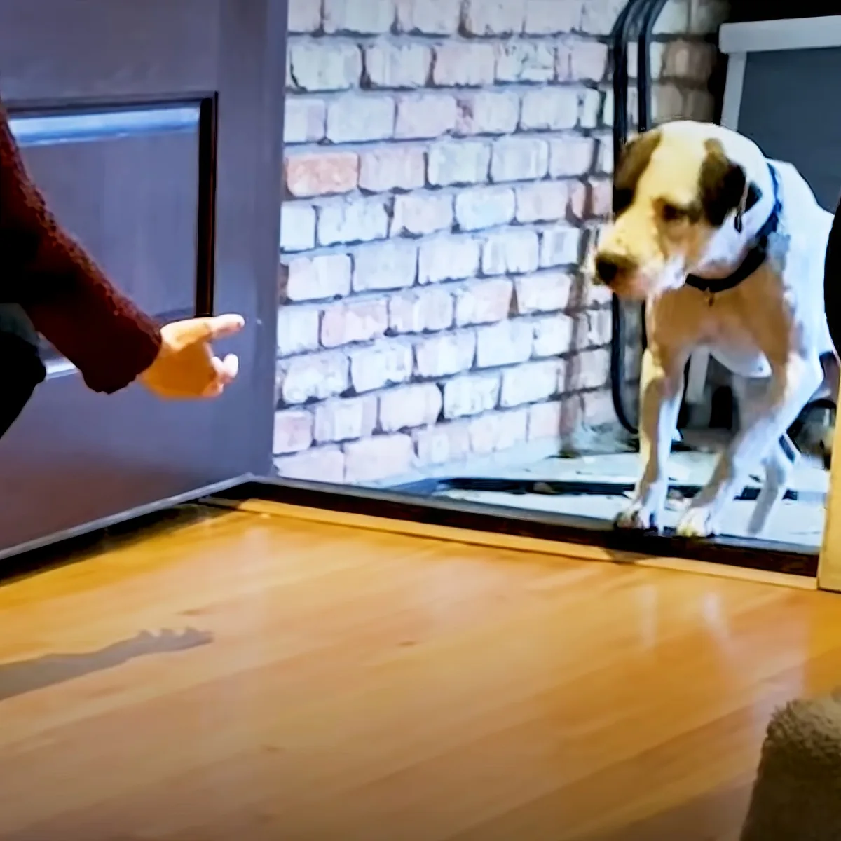 A dog stands on a step, looking at a person pointing towards it in a room with a brick wall.
