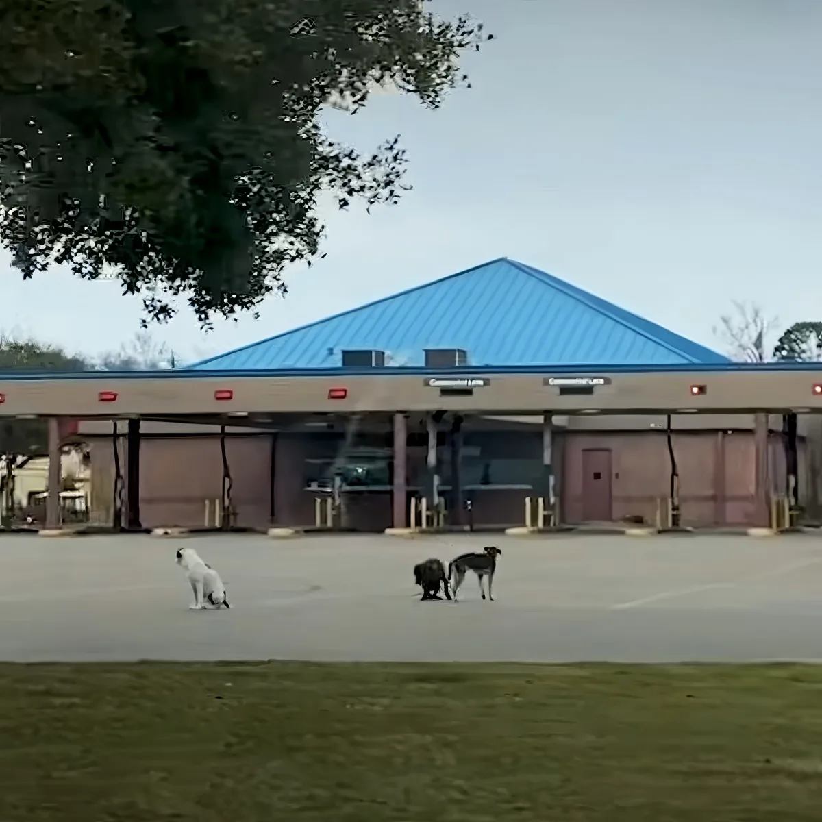 Three dogs are in a parking lot near a building with a blue roof and red lights.