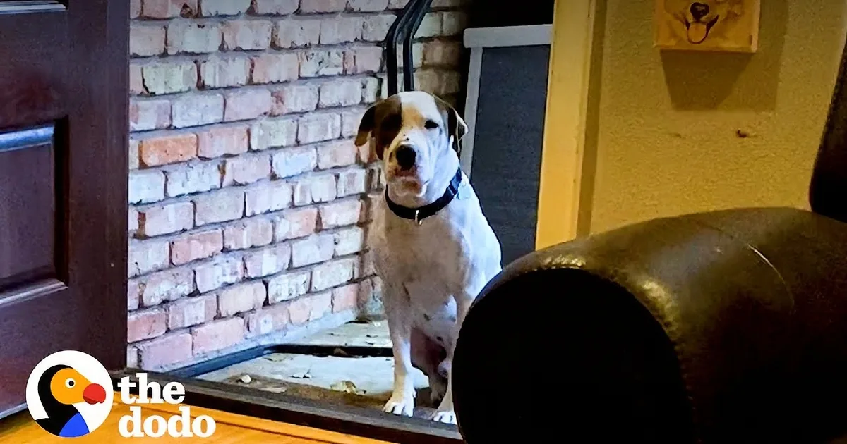 Rescue Pittie Gets the Best Gift for First Adoptiversary