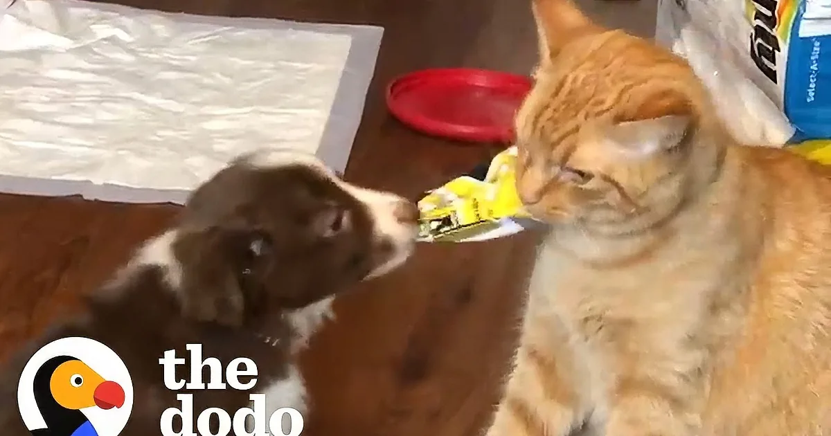 Skeptical Cat Finally Accepts and Raises New Puppy Brother