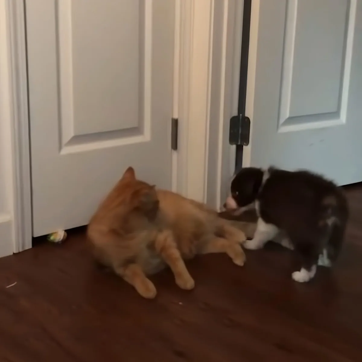 Cat and puppy